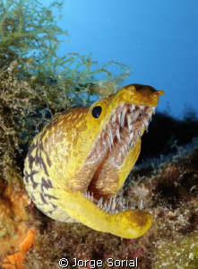 Fangtooth moray eel. Very menacing, but harmless. by Jorge Sorial 